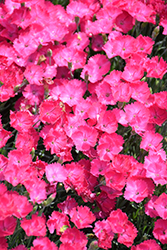 Paint The Town Magenta Pinks (Dianthus 'Paint The Town Magenta') at Peter Knippel Garden Centre
