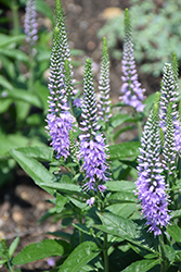 Lavender Lightsaber Speedwell (Veronica 'Lavender Lightsaber') at Lakeshore Garden Centres