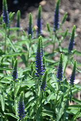 Magic Show Wizard of Ahhs Speedwell (Veronica 'Wizard of Ahhs') at Lakeshore Garden Centres
