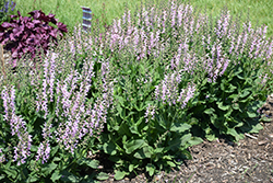 Fashionista Ballerina Pink Sage (Salvia 'Ballerina Pink') at Lakeshore Garden Centres
