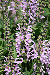 Fashionista Ballerina Pink Sage (Salvia 'Ballerina Pink') at Lakeshore Garden Centres