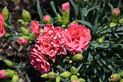 Fruit Punch Classic Coral Pinks (Dianthus 'Classic Coral') at Peter Knippel Garden Centre