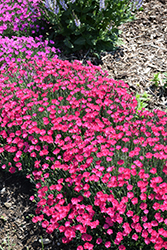 Paint The Town Magenta Pinks (Dianthus 'Paint The Town Magenta') at Golden Acre Home & Garden