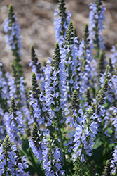 Color Spires Crystal Blue Sage (Salvia nemorosa 'Crystal Blue') at Lakeshore Garden Centres