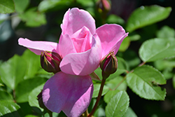 Mary Rose (Rosa 'Mary') at Lakeshore Garden Centres