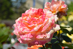 About Face Rose (Rosa 'About Face') at Lakeshore Garden Centres