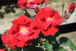 Winner's Circle Rose (Rosa 'Radwin') at Lakeshore Garden Centres