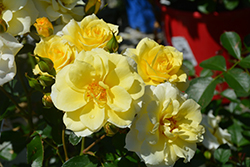 Sky's The Limit Rose (Rosa 'WEKprimsoul') at Lakeshore Garden Centres