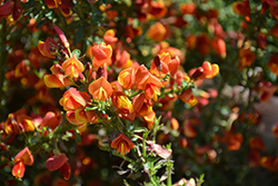 Lena Scotch Broom (Cytisus 'Lena') at Lakeshore Garden Centres