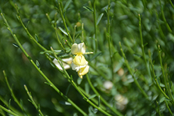 Moonlight Scotch Broom (Cytisus scoparius 'Moonlight') at Lakeshore Garden Centres