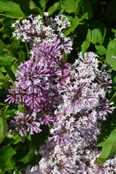 Miss Kim Sweet Treat Lilac (Syringa patula 'Greswt') at Lakeshore Garden Centres
