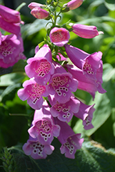 Camelot Rose Foxglove (Digitalis purpurea 'Camelot Rose') at A Very Successful Garden Center