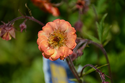 Mai Tai Avens (Geum 'Mai Tai') at Lakeshore Garden Centres