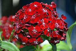 Sweet Black Cherry Sweet William (Dianthus barbatus 'PAS905052') at Lakeshore Garden Centres