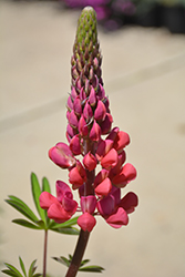 Westcountry Red Rum Lupine (Lupinus 'Red Rum') at Mainescape Nursery