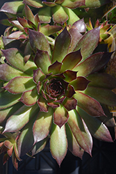 Black Hens And Chicks (Sempervivum 'Black') at Lakeshore Garden Centres