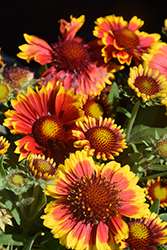 Arizona Sun Blanket Flower (Gaillardia x grandiflora 'Arizona Sun') at Peter Knippel Garden Centre