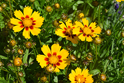 Baby Sun Tickseed (Coreopsis grandiflora 'Baby Sun') at Lakeshore Garden Centres
