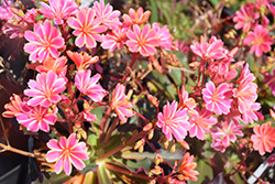 Rainbow Mix Bitterroot (Lewisia cotyledon 'Rainbow') at Lakeshore Garden Centres