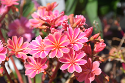 Rainbow Mix Bitterroot (Lewisia cotyledon 'Rainbow') at Lakeshore Garden Centres