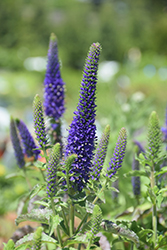 Enchanted Indigo Speedwell (Veronica 'Enchanted Indigo') at Lakeshore Garden Centres