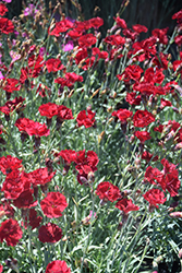 Fire Star Pinks (Dianthus 'Devon Xera') at Lakeshore Garden Centres