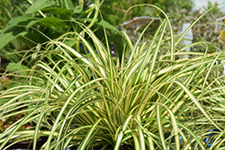 Gold Strike Japanese Sedge (Carex oshimensis 'Gold Strike') at Lakeshore Garden Centres