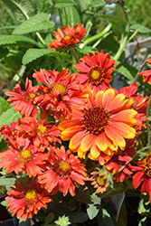 Arizona Red Shades Blanket Flower (Gaillardia x grandiflora 'Arizona Red Shades') at Peter Knippel Garden Centre