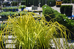 Bowles' Golden Sedge (Carex elata 'Bowles Golden') at Lakeshore Garden Centres
