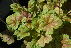 Miracle Coral Bells (Heuchera 'Miracle') at Lakeshore Garden Centres