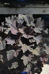 Cloud Nine Coral Bells (Heuchera 'XXL') at Lakeshore Garden Centres