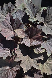 Cloud Nine Coral Bells (Heuchera 'XXL') at Lakeshore Garden Centres