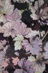 Frosted Violet Coral Bells (Heuchera 'Frosted Violet') at Lakeshore Garden Centres