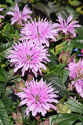 Cotton Candy Beebalm (Monarda 'Cotton Candy') at Lakeshore Garden Centres