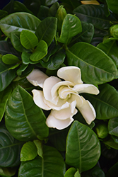 Four Seasons Gardenia (Gardenia jasminoides 'Four Seasons') at Lakeshore Garden Centres