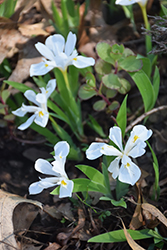 White Crested Iris (Iris cristata 'Alba') at Lakeshore Garden Centres