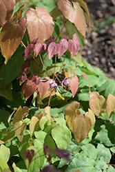 Pink Elf Barrenwort (Epimedium 'Pink Elf') at Lakeshore Garden Centres