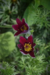 Red Pasqueflower (Pulsatilla vulgaris 'Rubra') at Green Thumb Garden Centre