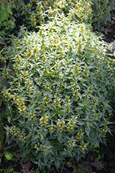 Silver Spangled Yellow Archangel (Lamiastrum galeobdolon 'Silver Spangled') at Lakeshore Garden Centres