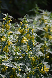 Silver Spangled Yellow Archangel (Lamiastrum galeobdolon 'Silver Spangled') at Lakeshore Garden Centres