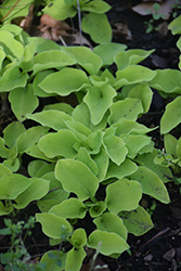 Limey Lisa Hosta (Hosta 'Limey Lisa') at Lakeshore Garden Centres