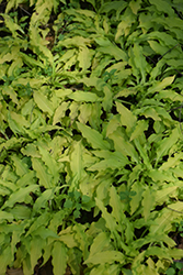 Dragon Tails Hosta (Hosta 'Dragon Tails') at Lakeshore Garden Centres