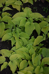 Cheatin' Heart Hosta (Hosta 'Cheatin' Heart') at Lakeshore Garden Centres