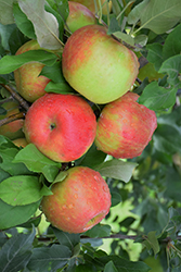 Honeycrisp Apple (Malus 'Honeycrisp') at Mainescape Nursery