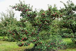 Red Delicious Apple (Malus 'Red Delicious') at A Very Successful Garden Center