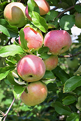 Northern Spy Apple (Malus 'Northern Spy') at Green Thumb Garden Centre