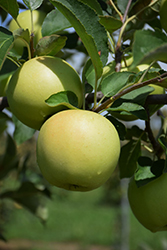Golden Delicious Apple (Malus 'Golden Delicious') at Lakeshore Garden Centres