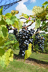 Lucie Kuhlmann Grape (Vitis 'Lucie Kuhlmann') at Lakeshore Garden Centres