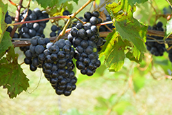 Petite Pearl Grape (Vitis 'Petite Pearl') at Lakeshore Garden Centres