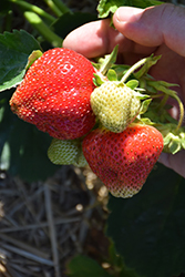 Valley Sunset Strawberry (Fragaria 'Valley Sunset') at Lakeshore Garden Centres